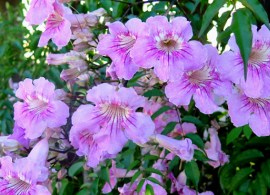 bignonia rosa (1)